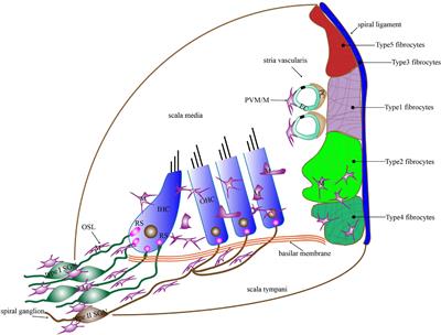 The Detrimental and Beneficial Functions of Macrophages After Cochlear Injury